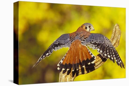 American Kestrel Displaying, Wings Oustretched-null-Premier Image Canvas