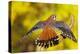 American Kestrel Displaying, Wings Oustretched-null-Premier Image Canvas