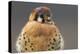 American Kestrel Hawk-Ken Archer-Premier Image Canvas