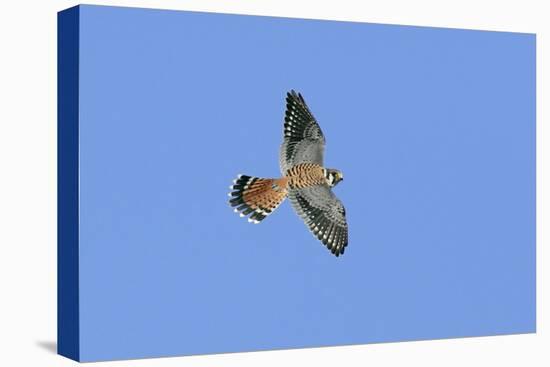 American Kestrel Male in Flight-null-Premier Image Canvas