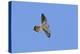 American Kestrel Male in Flight-null-Premier Image Canvas