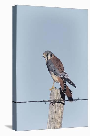 American Kestrel Male on Fence Post, Colorado-Richard and Susan Day-Premier Image Canvas