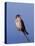 American Kestrel, Sanibel Island, Florida, USA-Charles Sleicher-Premier Image Canvas