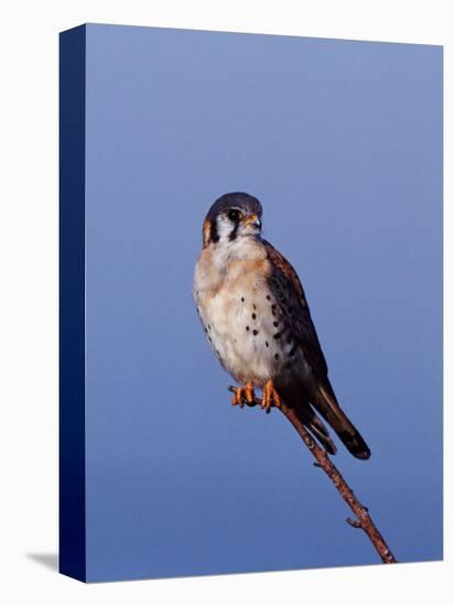 American Kestrel, Sanibel Island, Florida, USA-Charles Sleicher-Premier Image Canvas