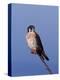 American Kestrel, Sanibel Island, Florida, USA-Charles Sleicher-Premier Image Canvas