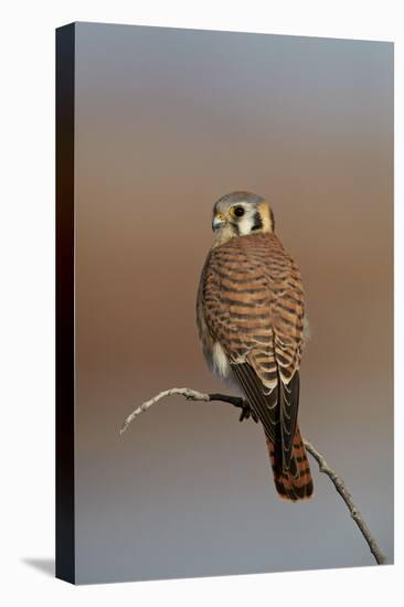 American Kestrel (Sparrow Hawk) (Falco Sparverius) Female-James Hager-Premier Image Canvas