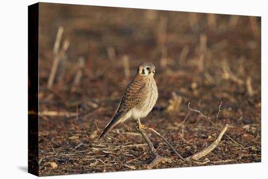 American Kestrel (Sparrow Hawk) (Falco Sparverius) Female-James Hager-Premier Image Canvas