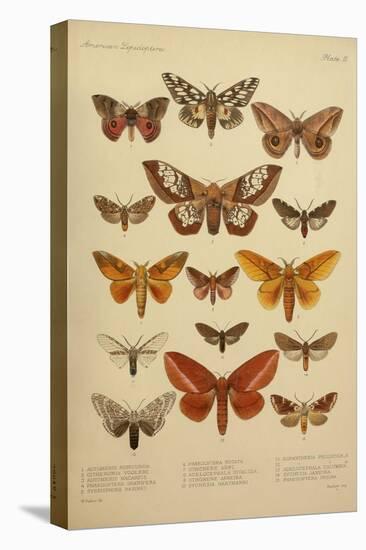 American Lepidoptera, Plate 3-null-Premier Image Canvas