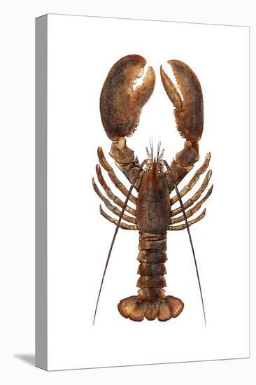 American Lobster, From a Specimen in Eastport, Maine, 1880s-null-Premier Image Canvas