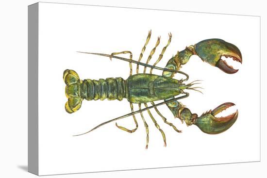 American Lobster (Homarus Americanus), Crustaceans-Encyclopaedia Britannica-Stretched Canvas