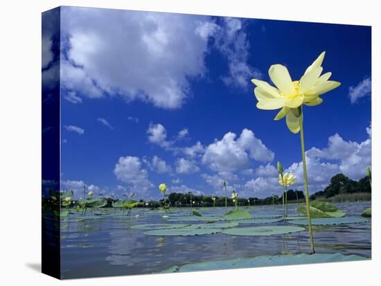 American Lotus, in Flower, Welder Wildlife Refuge, Rockport, Texas, USA-Rolf Nussbaumer-Premier Image Canvas