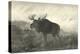 American Moose-R. Hinshelwood-Stretched Canvas