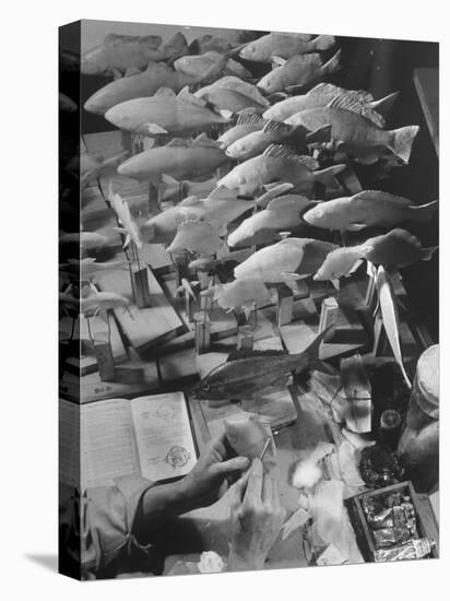 American Museum of Natural History Artist Brunner Working on Plaster Molds Made from Real Fish-Margaret Bourke-White-Premier Image Canvas