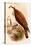 American Osprey-John Gould-Stretched Canvas