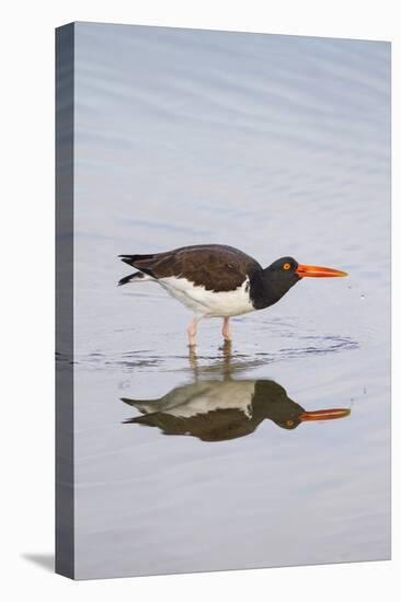 American Oystercatcher Drinking-Larry Ditto-Premier Image Canvas