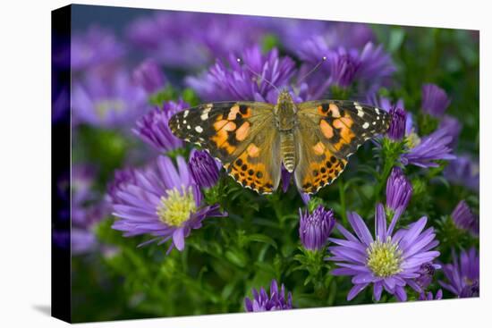 American Painted Lady Butterfly-Darrell Gulin-Premier Image Canvas