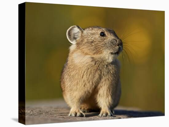 American Pika (Ochotona princeps), San Juan National Forest, Colorado, USA, North America-James Hager-Premier Image Canvas