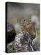 American Pika (Ochotona Princeps), Uncompahgre National Forest, Colorado, Usa-James Hager-Premier Image Canvas