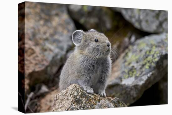 American Pika (Ochotona Princeps), Yellowstone National Park, Wyoming, United States of America-James Hager-Premier Image Canvas