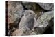 American Pika (Ochotona Princeps), Yellowstone National Park, Wyoming, United States of America-James Hager-Premier Image Canvas