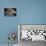 American Raccoon Climbed into the Attic of a House-IrinaK-Premier Image Canvas displayed on a wall