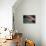 American Raccoon Climbed into the Attic of a House-IrinaK-Premier Image Canvas displayed on a wall