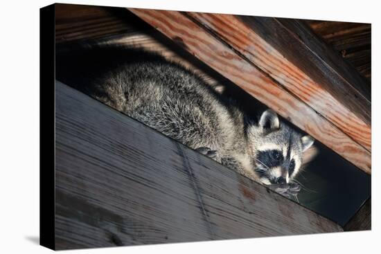 American Raccoon Climbed into the Attic of a House-IrinaK-Premier Image Canvas