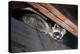 American Raccoon Climbed into the Attic of a House-IrinaK-Premier Image Canvas