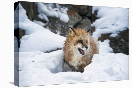 American Red Fox (Vulpes Vulpes Fulves), Montana, United States of America, North America-Janette Hil-Premier Image Canvas