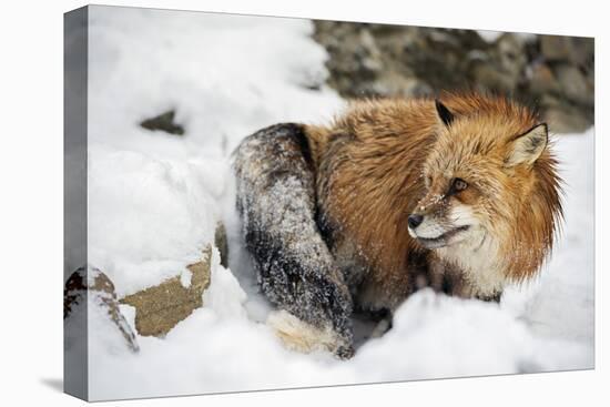 American Red Fox (Vulpes Vulpes Fulves), Montana, United States of America, North America-Janette Hil-Premier Image Canvas