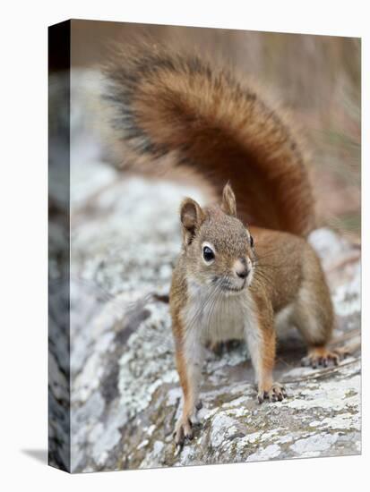 American Red Squirrel (Red Squirrel) (Spruce Squirrel) (Tamiasciurus Hudsonicus), Custer State Park-James Hager-Premier Image Canvas