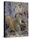 American Red Squirrel (Red Squirrel) (Spruce Squirrel) (Tamiasciurus Hudsonicus) with a Pine Cone-James Hager-Premier Image Canvas
