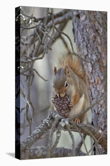 American Red Squirrel (Red Squirrel) (Spruce Squirrel) (Tamiasciurus Hudsonicus) with a Pine Cone-James Hager-Premier Image Canvas