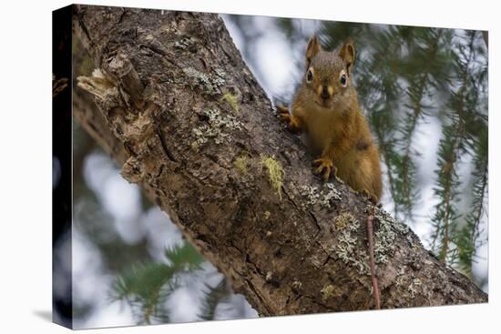 American red squirrel (Tamiasciurus hudsonicus) on tree, Tolsona-Jan Miracky-Premier Image Canvas