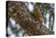 American red squirrel (Tamiasciurus hudsonicus) on tree, Tolsona-Jan Miracky-Premier Image Canvas