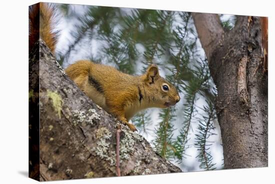 American red squirrel (Tamiasciurus hudsonicus) on tree, Tolsona-Jan Miracky-Premier Image Canvas