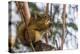 American red squirrel (Tamiasciurus hudsonicus) on tree, Tolsona-Jan Miracky-Premier Image Canvas