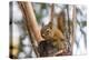 American red squirrel (Tamiasciurus hudsonicus) on tree, Tolsona-Jan Miracky-Premier Image Canvas