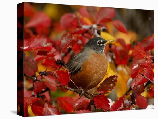 American Robin in Black Hawthorn, Grand Teton National Park, Wyoming, USA-Rolf Nussbaumer-Premier Image Canvas