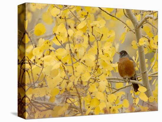 American Robin, Male in Aspen Tree, Grand Teton National Park, Wyoming, USA-Rolf Nussbaumer-Premier Image Canvas