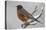 American Robin perching in snow storm, North America-Tim Fitzharris-Stretched Canvas