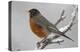 American Robin perching in snow storm, North America-Tim Fitzharris-Stretched Canvas