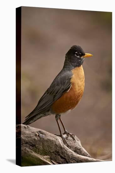 American Robin (Turdus Migratorius), Yellowstone National Park, Wyoming, United States of America-James Hager-Premier Image Canvas