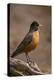 American Robin (Turdus Migratorius), Yellowstone National Park, Wyoming, United States of America-James Hager-Premier Image Canvas