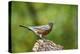 American Robin-Gary Carter-Premier Image Canvas