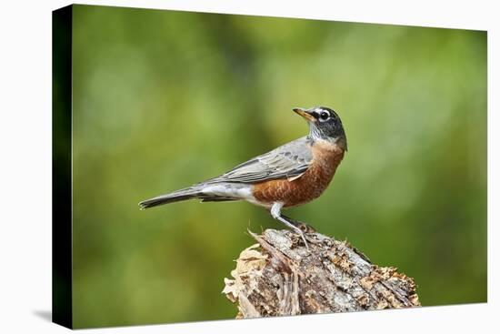 American Robin-Gary Carter-Premier Image Canvas