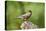 American Robin-Gary Carter-Premier Image Canvas