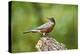 American Robin-Gary Carter-Premier Image Canvas