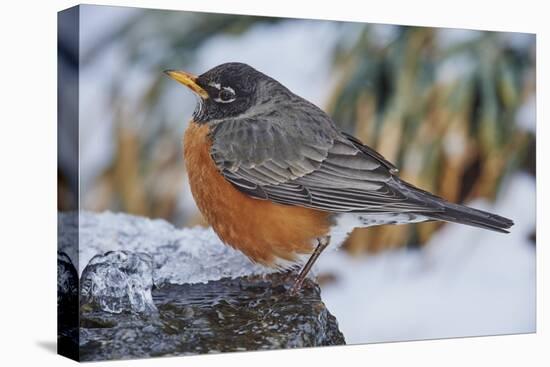 American Robin-Gary Carter-Premier Image Canvas