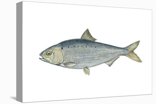 American Shad (Alosa Sapidissima), Fishes-Encyclopaedia Britannica-Stretched Canvas